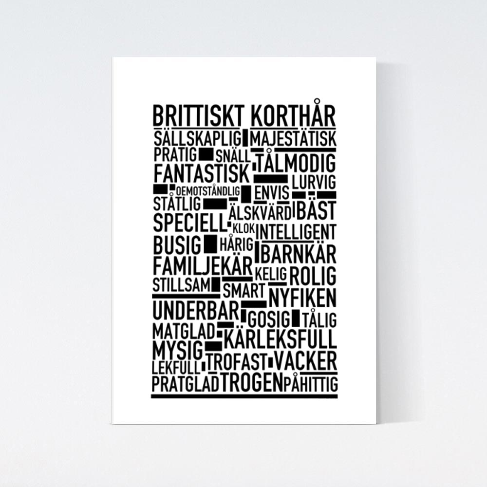 Brittiskt Korthår Katt Poster