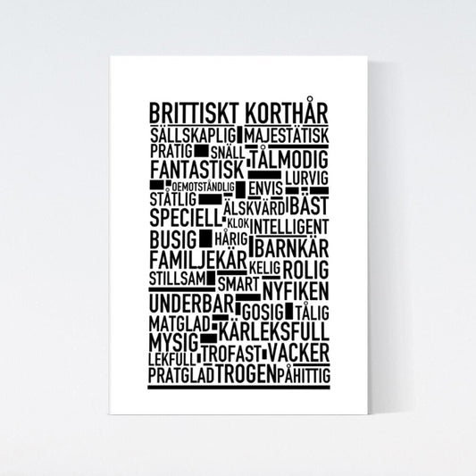 Brittiskt Korthår Katt Poster