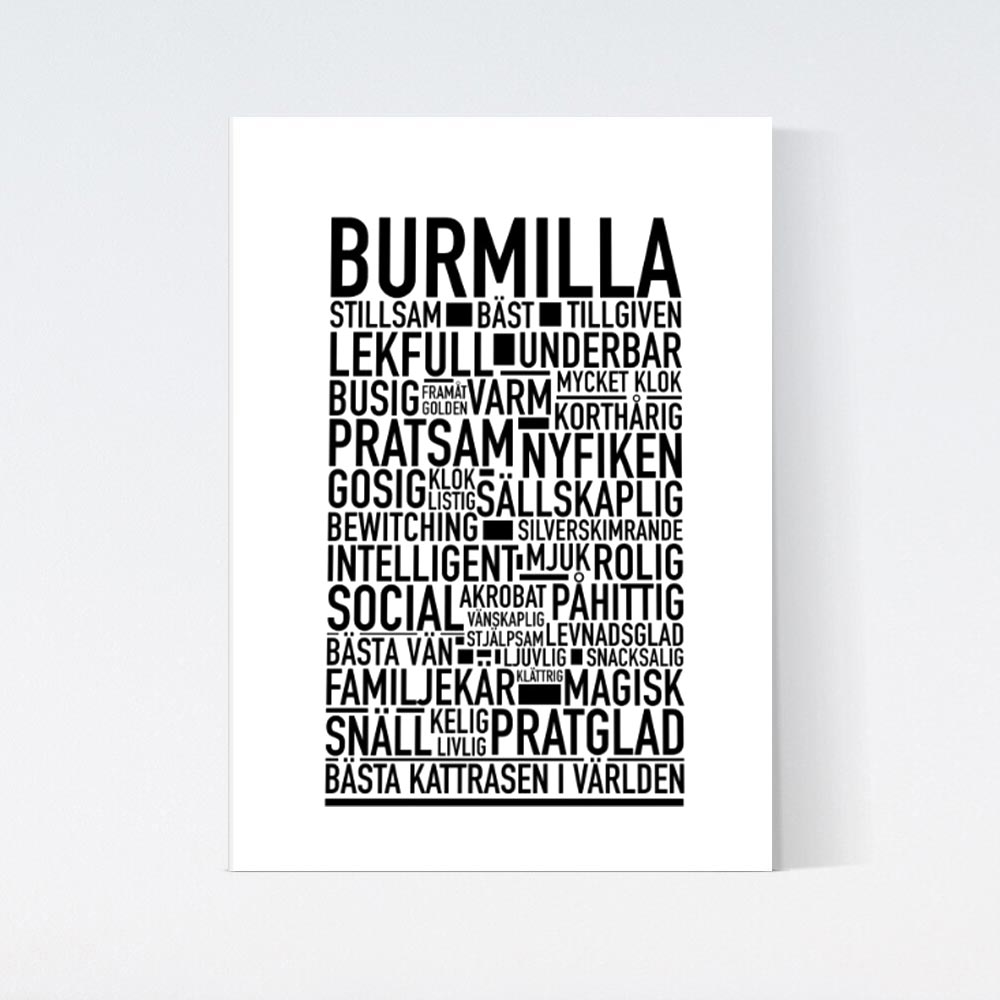 Burmilla Katt Poster