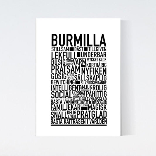 Burmilla Katt Poster